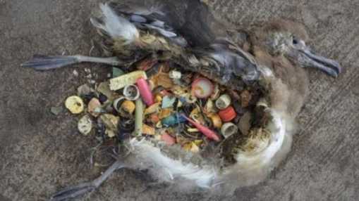 default-1464367250-2119-seabirds-are-eating-plastic-litter-in-our-oceans-but-not-only-where-you-d-expect